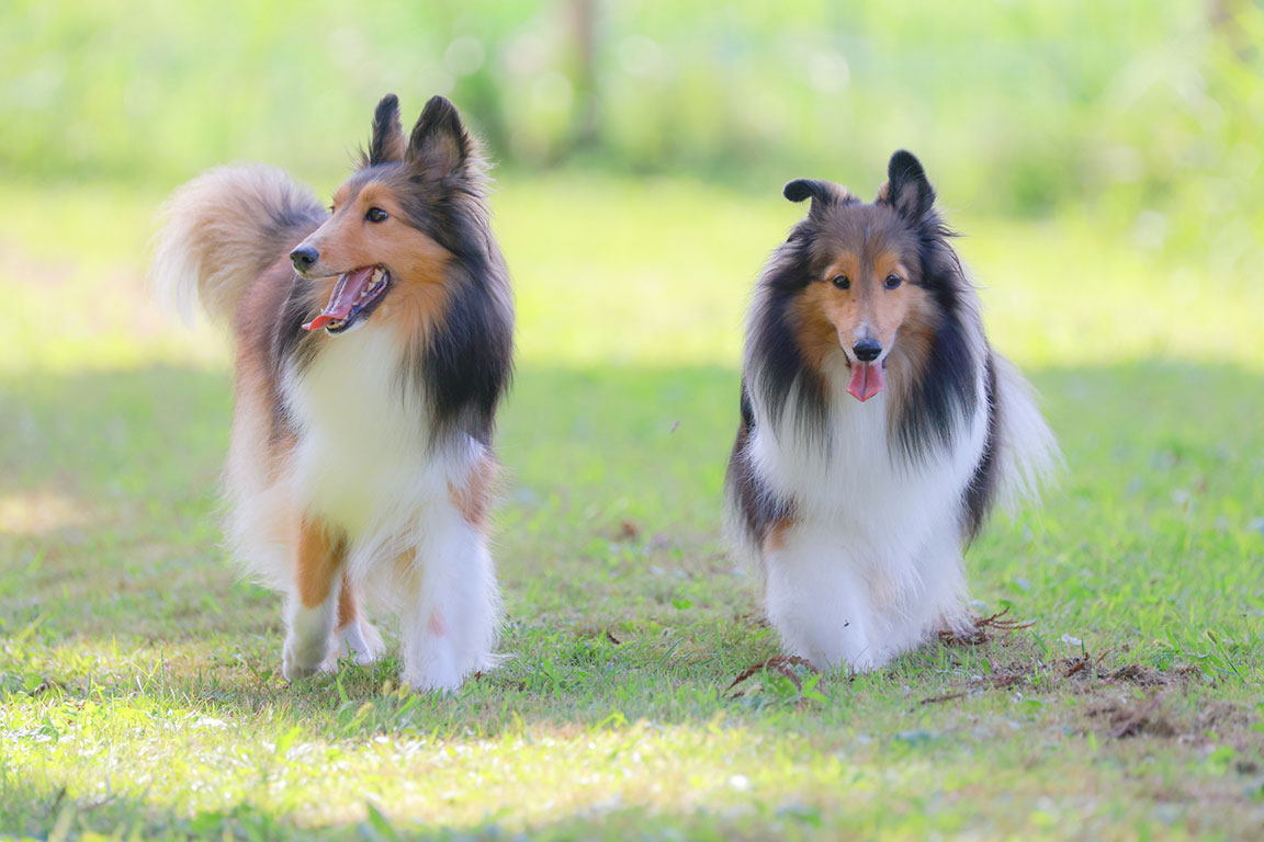 中型犬・大型犬もOK！